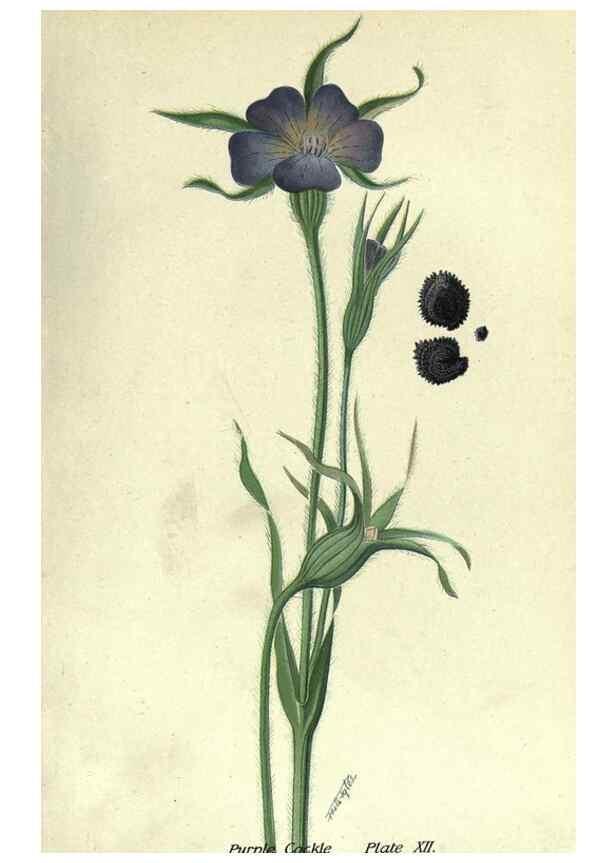 Reproducción/Reproduction 7944409708: Principal poisonous plants of Canada /. Ottawa :Dept. of Agriculture, Dominion Experimental Farms,1920.