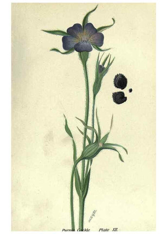 Reproducción/Reproduction 7944409708: Principal poisonous plants of Canada /. Ottawa :Dept. of Agriculture, Dominion Experimental Farms,1920.