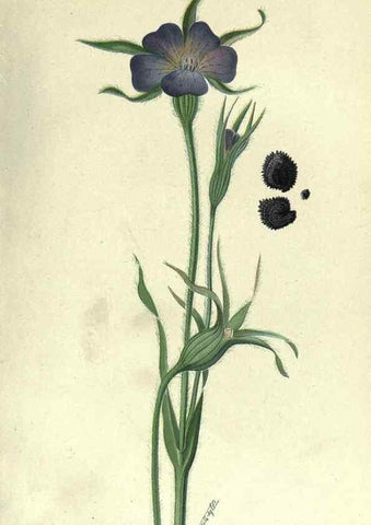 Reproducción/Reproduction 7944409708: Principal poisonous plants of Canada /. Ottawa :Dept. of Agriculture, Dominion Experimental Farms,1920.