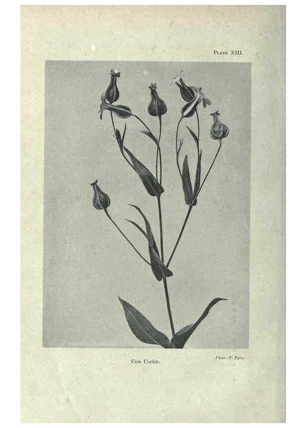 Reproducción/Reproduction 7944410406: Principal poisonous plants of Canada /. Ottawa :Dept. of Agriculture, Dominion Experimental Farms,1920.