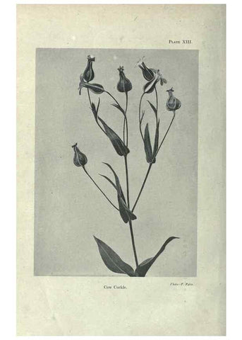 Reproducción/Reproduction 7944410406: Principal poisonous plants of Canada /. Ottawa :Dept. of Agriculture, Dominion Experimental Farms,1920.