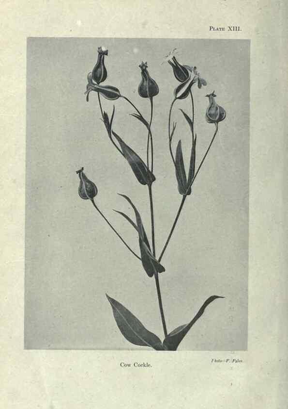 Reproducción/Reproduction 7944410406: Principal poisonous plants of Canada /. Ottawa :Dept. of Agriculture, Dominion Experimental Farms,1920.