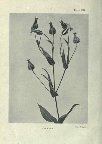 Reproducción/Reproduction 7944410406: Principal poisonous plants of Canada /. Ottawa :Dept. of Agriculture, Dominion Experimental Farms,1920.