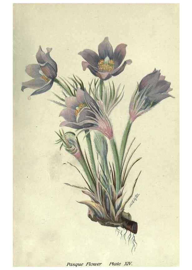 Reproducción/Reproduction 7944411272: Principal poisonous plants of Canada /. Ottawa :Dept. of Agriculture, Dominion Experimental Farms,1920.