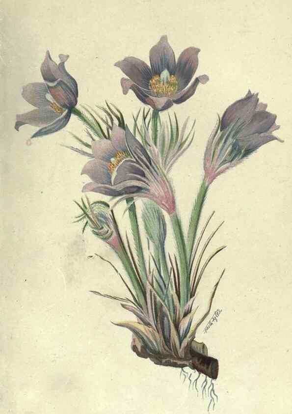 Reproducción/Reproduction 7944411272: Principal poisonous plants of Canada /. Ottawa :Dept. of Agriculture, Dominion Experimental Farms,1920.