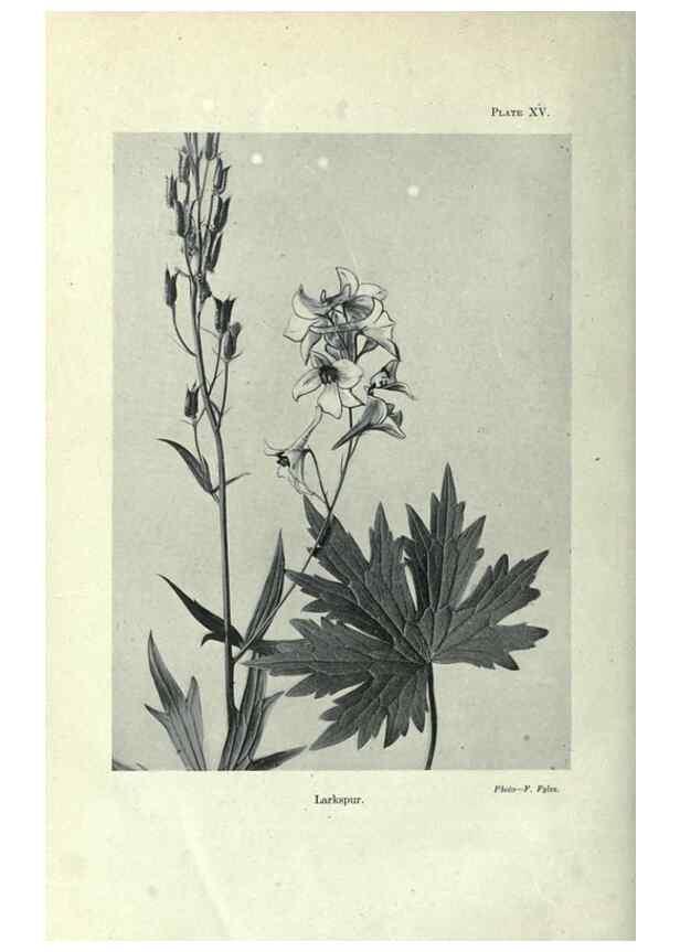 Reproducción/Reproduction 7944412020: Principal poisonous plants of Canada /. Ottawa :Dept. of Agriculture, Dominion Experimental Farms,1920.