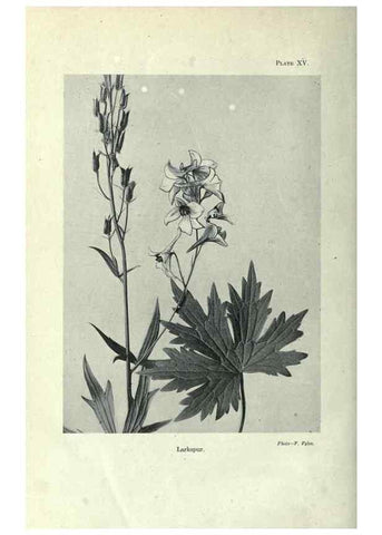 Reproducción/Reproduction 7944412020: Principal poisonous plants of Canada /. Ottawa :Dept. of Agriculture, Dominion Experimental Farms,1920.