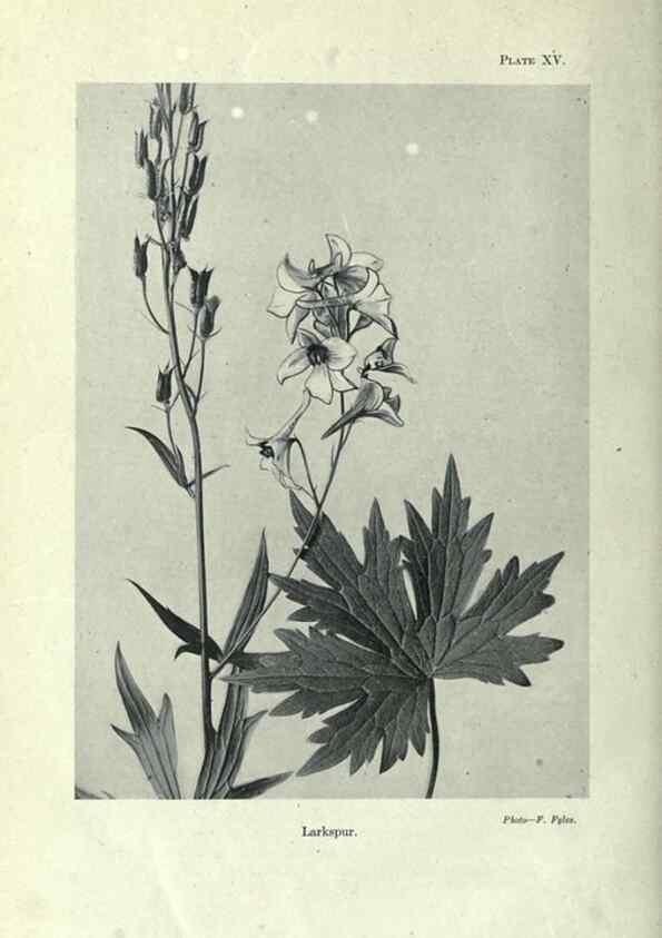 Reproducción/Reproduction 7944412020: Principal poisonous plants of Canada /. Ottawa :Dept. of Agriculture, Dominion Experimental Farms,1920.