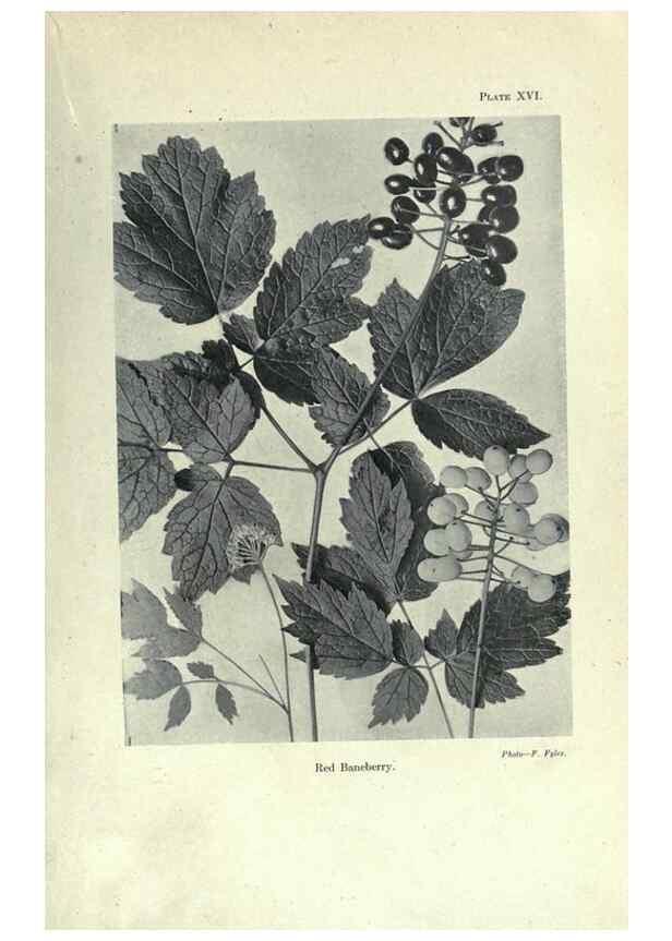 Reproducción/Reproduction 7944412846: Principal poisonous plants of Canada /. Ottawa :Dept. of Agriculture, Dominion Experimental Farms,1920.