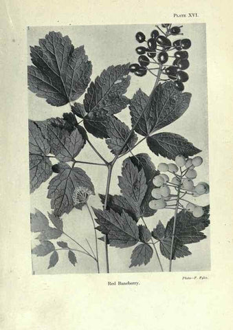 Reproducción/Reproduction 7944412846: Principal poisonous plants of Canada /. Ottawa :Dept. of Agriculture, Dominion Experimental Farms,1920.