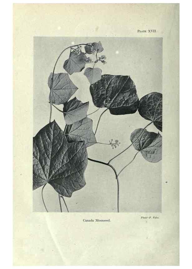 Reproducción/Reproduction 7944413550: Principal poisonous plants of Canada /. Ottawa :Dept. of Agriculture, Dominion Experimental Farms,1920.