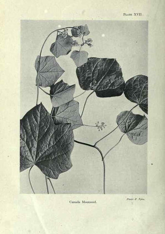 Reproducción/Reproduction 7944413550: Principal poisonous plants of Canada /. Ottawa :Dept. of Agriculture, Dominion Experimental Farms,1920.