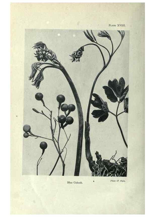 Reproducción/Reproduction 7944414372: Principal poisonous plants of Canada /. Ottawa :Dept. of Agriculture, Dominion Experimental Farms,1920.