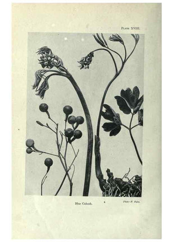 Reproducción/Reproduction 7944414372: Principal poisonous plants of Canada /. Ottawa :Dept. of Agriculture, Dominion Experimental Farms,1920.