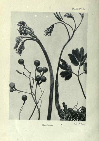 Reproducción/Reproduction 7944414372: Principal poisonous plants of Canada /. Ottawa :Dept. of Agriculture, Dominion Experimental Farms,1920.