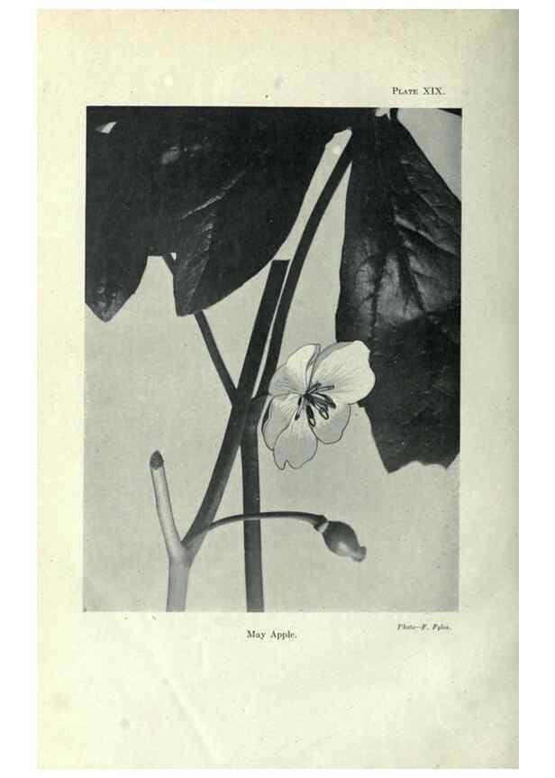 Reproducción/Reproduction 7944415150: Principal poisonous plants of Canada /. Ottawa :Dept. of Agriculture, Dominion Experimental Farms,1920.