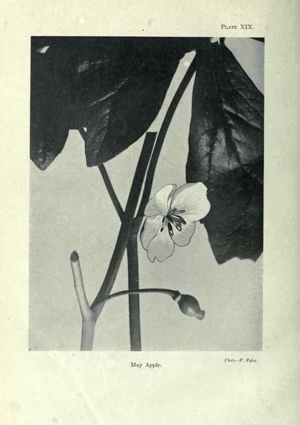Reproducción/Reproduction 7944415150: Principal poisonous plants of Canada /. Ottawa :Dept. of Agriculture, Dominion Experimental Farms,1920.