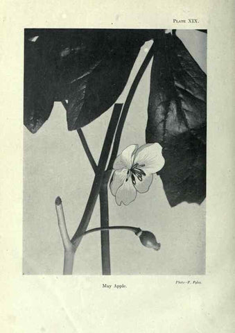 Reproducción/Reproduction 7944415150: Principal poisonous plants of Canada /. Ottawa :Dept. of Agriculture, Dominion Experimental Farms,1920.