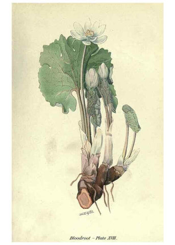 Reproducción/Reproduction 7944415890: Principal poisonous plants of Canada /. Ottawa :Dept. of Agriculture, Dominion Experimental Farms,1920.