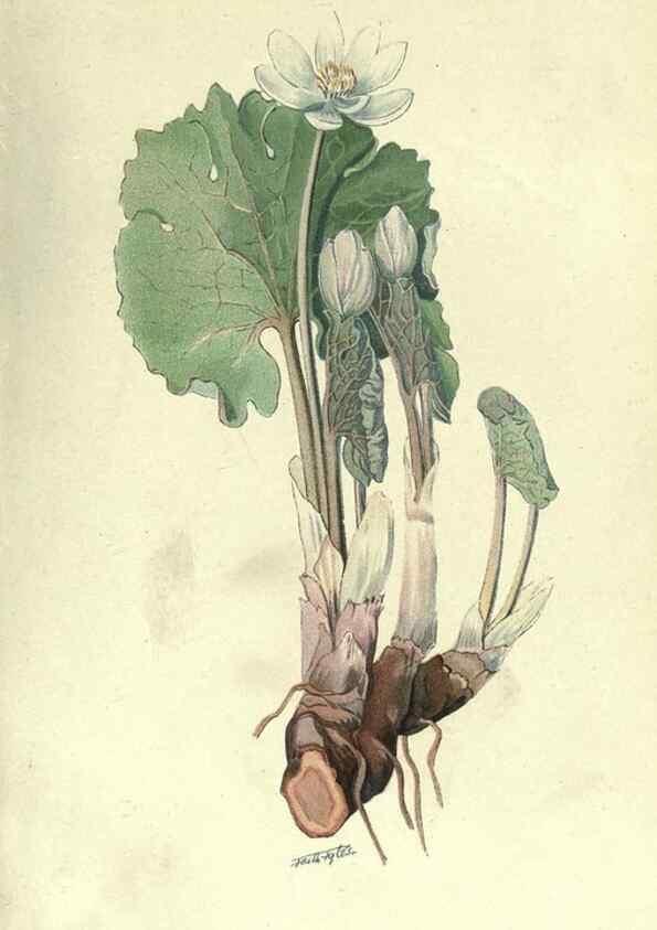Reproducción/Reproduction 7944415890: Principal poisonous plants of Canada /. Ottawa :Dept. of Agriculture, Dominion Experimental Farms,1920.