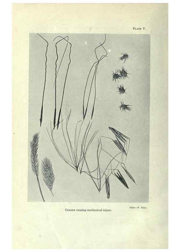 Reproducción/Reproduction 7944403702: Principal poisonous plants of Canada /. Ottawa :Dept. of Agriculture, Dominion Experimental Farms,1920.