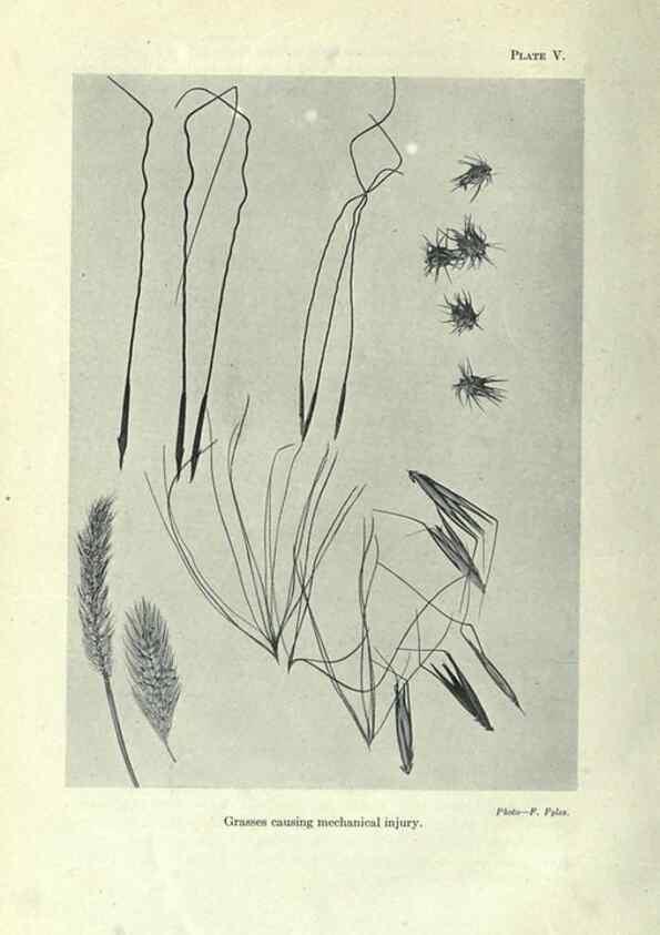 Reproducción/Reproduction 7944403702: Principal poisonous plants of Canada /. Ottawa :Dept. of Agriculture, Dominion Experimental Farms,1920.