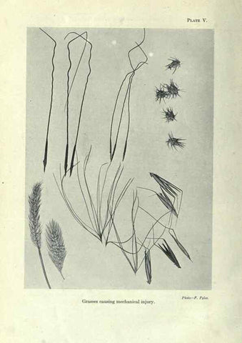 Reproducción/Reproduction 7944403702: Principal poisonous plants of Canada /. Ottawa :Dept. of Agriculture, Dominion Experimental Farms,1920.