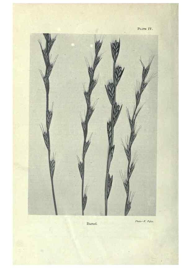 Reproducción/Reproduction 7944402830: Principal poisonous plants of Canada /. Ottawa :Dept. of Agriculture, Dominion Experimental Farms,1920.