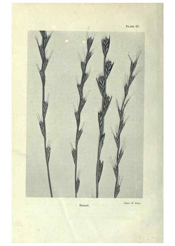 Reproducción/Reproduction 7944402830: Principal poisonous plants of Canada /. Ottawa :Dept. of Agriculture, Dominion Experimental Farms,1920.