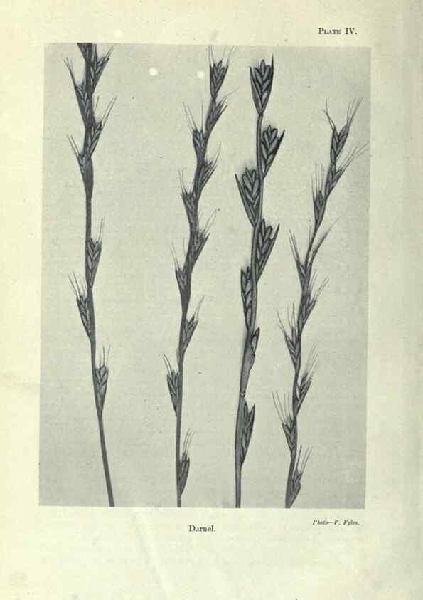 Reproducción/Reproduction 7944402830: Principal poisonous plants of Canada /. Ottawa :Dept. of Agriculture, Dominion Experimental Farms,1920.