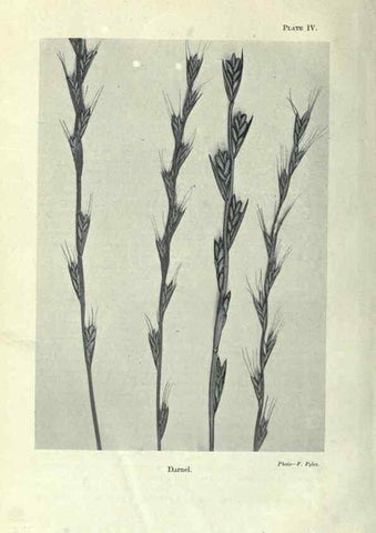 Reproducción/Reproduction 7944402830: Principal poisonous plants of Canada /. Ottawa :Dept. of Agriculture, Dominion Experimental Farms,1920.