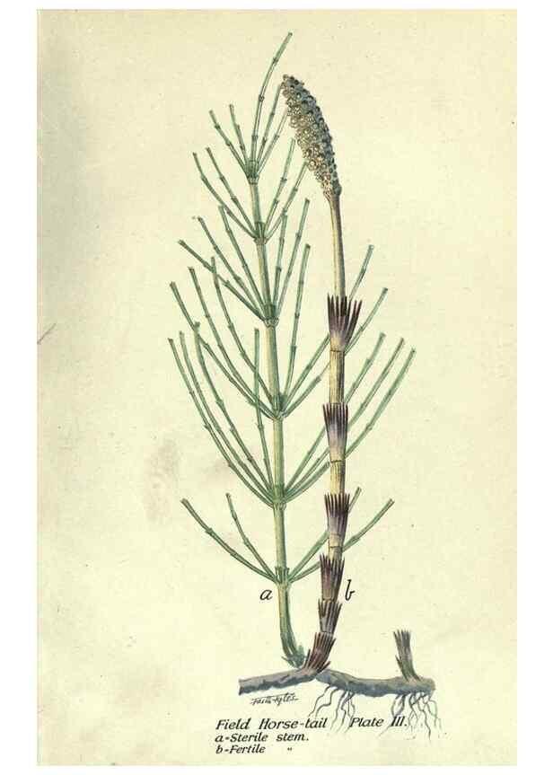Reproducción/Reproduction 7944402012: Principal poisonous plants of Canada /. Ottawa :Dept. of Agriculture, Dominion Experimental Farms,1920.