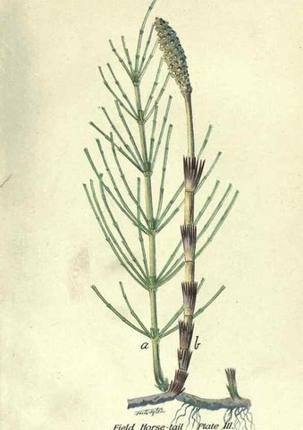 Reproducción/Reproduction 7944402012: Principal poisonous plants of Canada /. Ottawa :Dept. of Agriculture, Dominion Experimental Farms,1920.