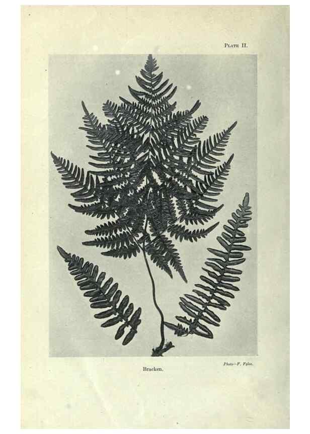 Reproducción/Reproduction 7944401162: Principal poisonous plants of Canada /. Ottawa :Dept. of Agriculture, Dominion Experimental Farms,1920.