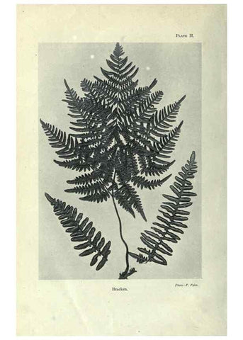 Reproducción/Reproduction 7944401162: Principal poisonous plants of Canada /. Ottawa :Dept. of Agriculture, Dominion Experimental Farms,1920.