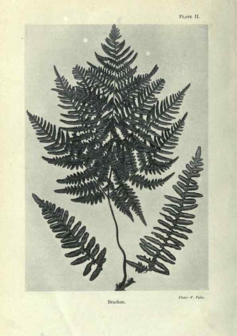 Reproducción/Reproduction 7944401162: Principal poisonous plants of Canada /. Ottawa :Dept. of Agriculture, Dominion Experimental Farms,1920.