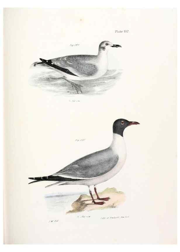 Reproducción/Reproduction 7894738846: Zoology of New York;. Albany :W. & A. White & J. Visscher :1842-44.