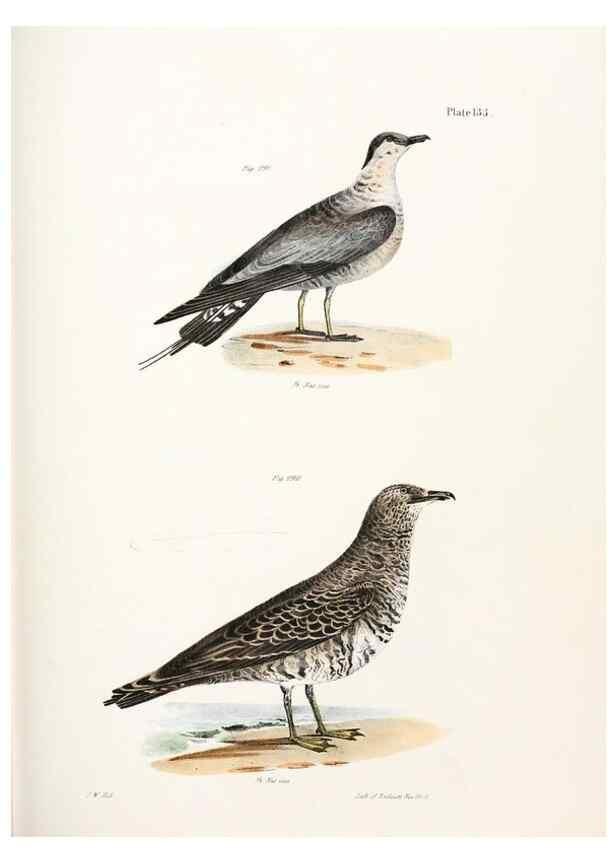Reproducción/Reproduction 7894739796: Zoology of New York;. Albany :W. & A. White & J. Visscher :1842-44.