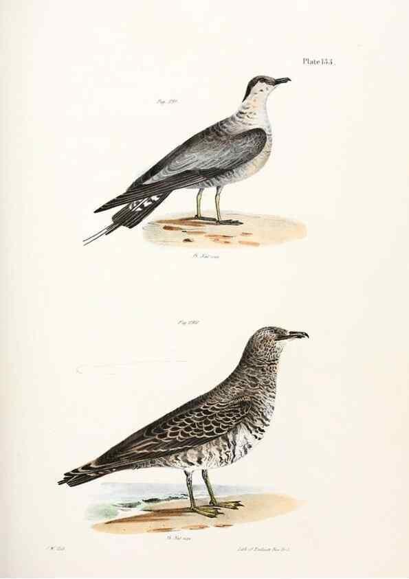 Reproducción/Reproduction 7894739796: Zoology of New York;. Albany :W. & A. White & J. Visscher :1842-44.