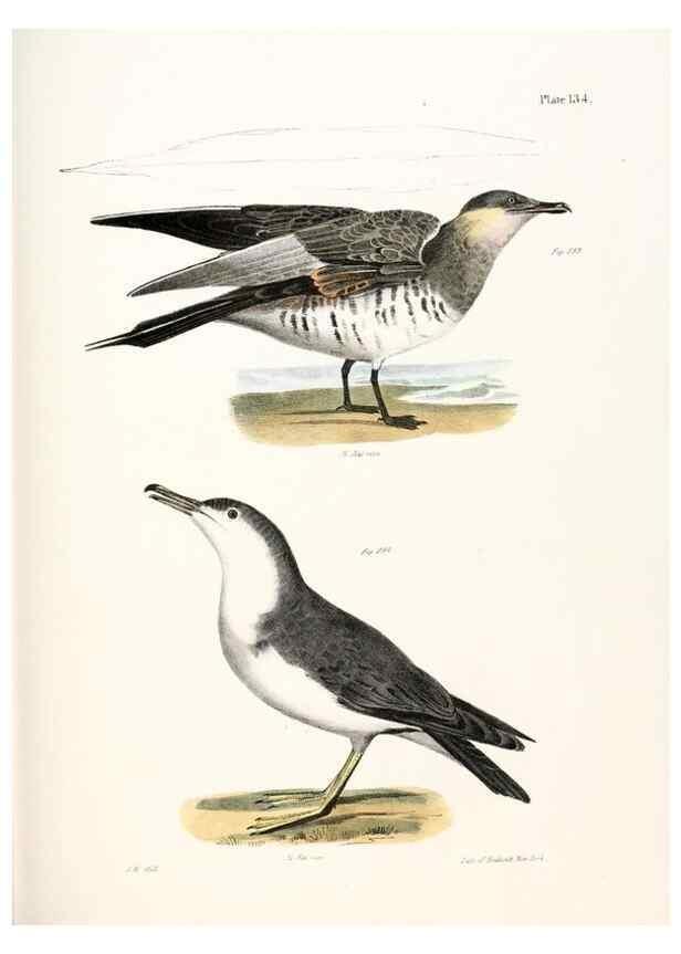 Reproducción/Reproduction 7894740476: Zoology of New York;. Albany :W. & A. White & J. Visscher :1842-44.