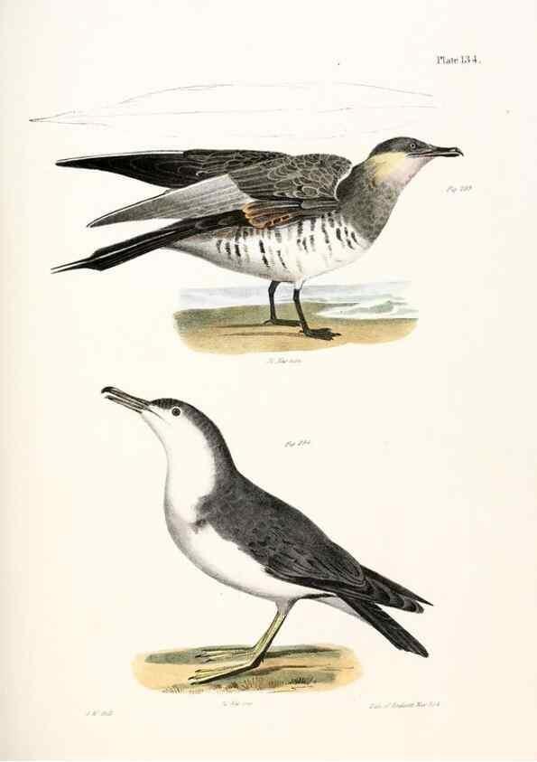 Reproducción/Reproduction 7894740476: Zoology of New York;. Albany :W. & A. White & J. Visscher :1842-44.