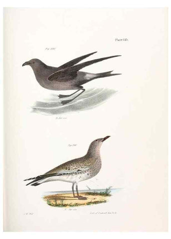 Reproducción/Reproduction 7894741256: Zoology of New York;. Albany :W. & A. White & J. Visscher :1842-44.