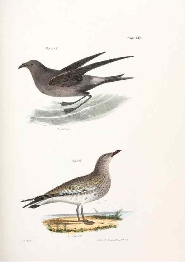 Reproducción/Reproduction 7894741256: Zoology of New York;. Albany :W. & A. White & J. Visscher :1842-44.