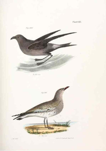 Reproducción/Reproduction 7894741256: Zoology of New York;. Albany :W. & A. White & J. Visscher :1842-44.