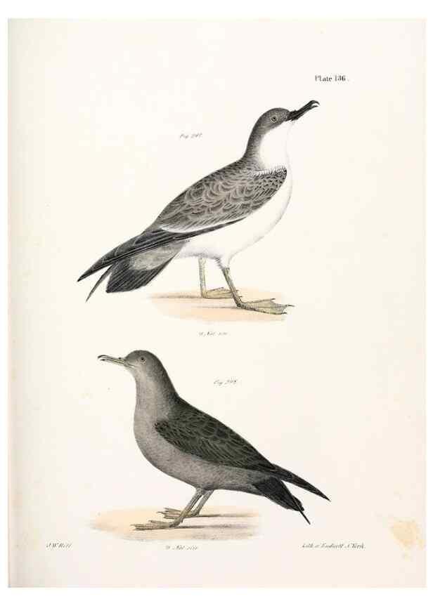 Reproducción/Reproduction 7894741970: Zoology of New York;. Albany :W. & A. White & J. Visscher :1842-44.
