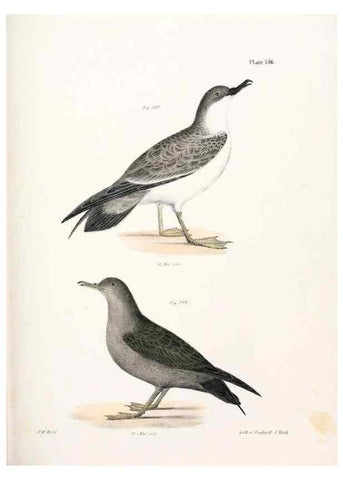 Reproducción/Reproduction 7894741970: Zoology of New York;. Albany :W. & A. White & J. Visscher :1842-44.