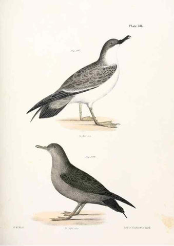 Reproducción/Reproduction 7894741970: Zoology of New York;. Albany :W. & A. White & J. Visscher :1842-44.