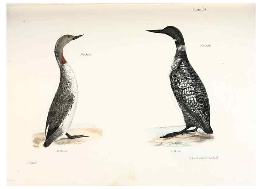 Reproducción/Reproduction 7894742604: Zoology of New York;. Albany :W. & A. White & J. Visscher :1842-44.