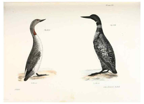 Reproducción/Reproduction 7894742604: Zoology of New York;. Albany :W. & A. White & J. Visscher :1842-44.