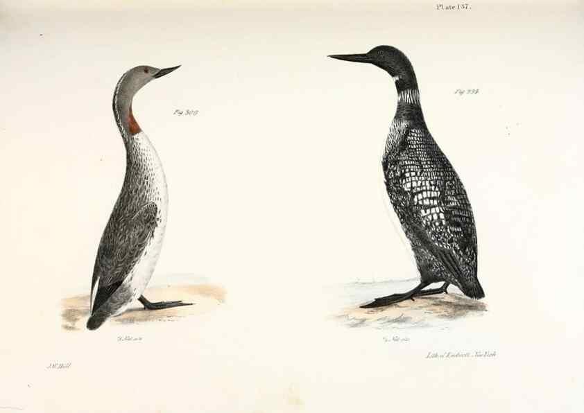 Reproducción/Reproduction 7894742604: Zoology of New York;. Albany :W. & A. White & J. Visscher :1842-44.